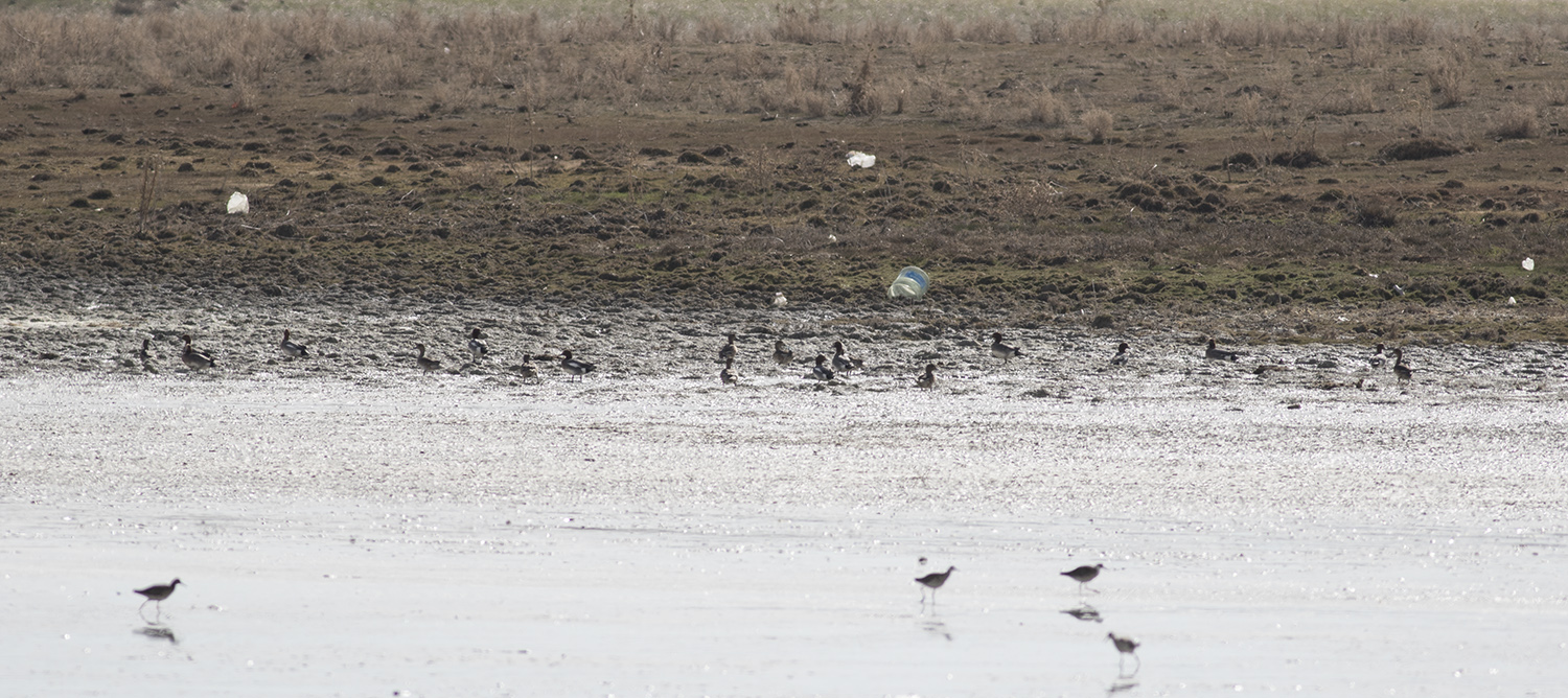 Eurasian Wigeon